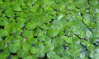 浮萍的营养价值 浮萍的营养价值和利用