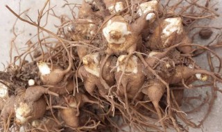 川乌的营养价值 川乌的用处