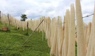 丝瓜络的营养价值 丝瓜络的营养价值和药用价值