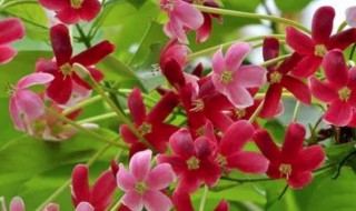 使君子的营养价值（使君子的功效与作用点用）