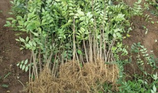 麻椒树苗适合什么地方种植（麻椒树苗的种植方法）