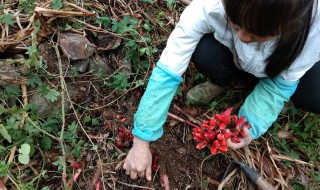 阳荷的营养价值 阳荷有什么营养