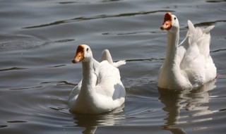 鹅夏天不下蛋吗 夏天鹅会下蛋吗
