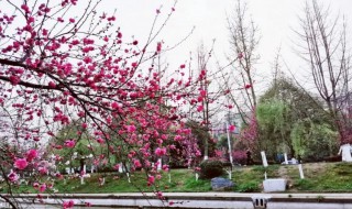 三峡大学桃花节时间（三峡大学樱花节）