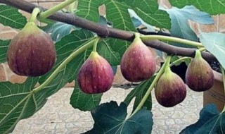 无花果是什么季节的水果 无花果是哪个季节的水果