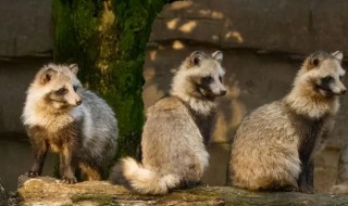 貉是保护动物吗（貉属于国家保护动物吗）