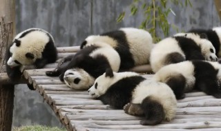 熊猫有尾巴吗?是什么颜色?（熊猫尾巴的颜色是什么）