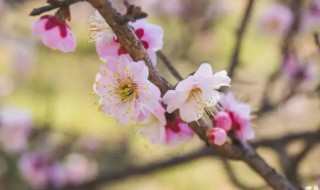 哪个城市的梅花最有名（梅花是哪个城市的市花啊）