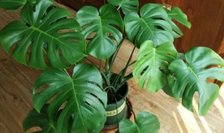 龟背竹叶子发黄怎么办 龟背竹叶子发黄怎么回事还能补救吗