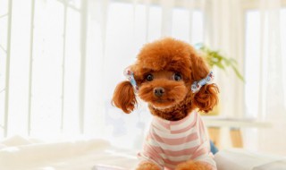 泰迪犬夏天几天洗一次澡（泰迪夏天洗澡多久一次）