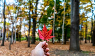 霜叶红于二月花是一幅怎样的画面 霜叶红于二月花是一幅怎样的画面?