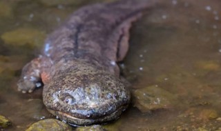 娃娃鱼是国家几级保护动物 娃娃鱼是国家几级保护动物我国一级保护植物