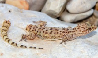 壁虎和蜥蜴是一种动物吗(蜥蜴和壁虎是爬行动物吗)