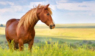 嘶代表什么动物（嘶是什么动物的叫声）