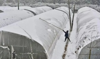 下雪大棚棉被是放下还是卷起来（下雪时大棚棉被卷上去）