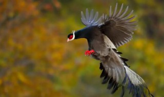夜游鸟是几级保护动物（夜游鸟是国家几级保护动物）