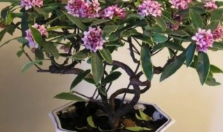 金边瑞香夏天怎么养（金边瑞香春夏季怎么养）