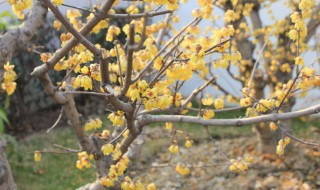 腊梅夏天怎样修剪（腊梅什么季节修剪）