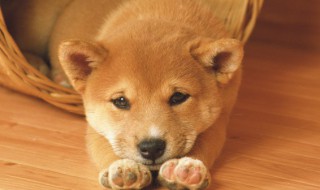 狗是什么动物（玉桂狗是什么动物）