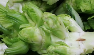 儿菜长啥样（儿菜是哪的）