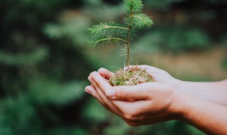铁树夏天换盆可不可以（冬天给铁树换盆行不行）