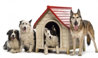 夏天狗生产的产房如何布置(夏天狗狗生产需要准备什么)