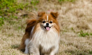 哪部法律规定了城市养狗 养狗有法律吗