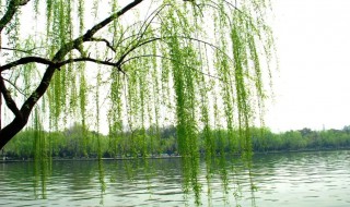 描写夏天的柳树词语（描写夏天柳树的优美句子比喻句）