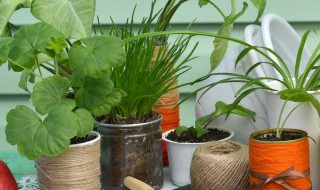 植物正确浇水的方法是什么（给植物浇水的最好方式）