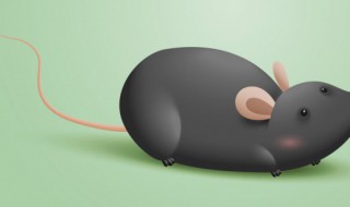 为什么老鼠会飞（为什么老鼠会飞谜语）