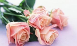 夏天能播种玫瑰花吗 冬天可以种玫瑰花苗吗