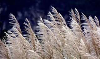 蒹葭是什么植物 蒹葭是什么植物狗尾巴草