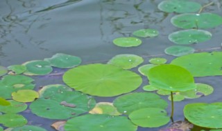 浮萍是什么植物 出水浮萍是什么植物