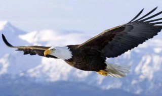 美国的国宝是什么 美国的国宝是什么动物英文怎么说