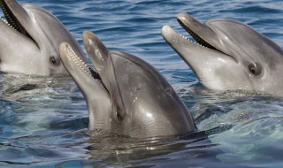 海豚的知识（保护海豚的知识）