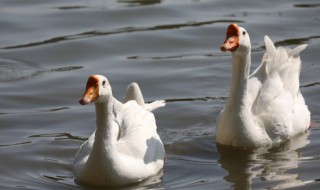 夏天养鹅不好养吗 养鹅容易吗