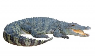 鳄鱼为什么鳄鱼（鳄鱼是鳄鱼吗）