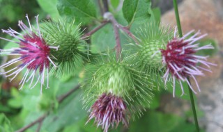 苍耳是什么植物（苍耳是什么植物的种子）