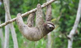 树懒是国家几级保护动物（树懒是什么国家的动物）