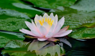 荷花莲花的区别 荷花莲花的区别图片