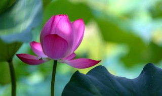 四季开始的四个节气是什么 哪四个节气标志着四季的开始