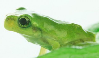 青蛙是动物吗 青蛙是哺乳动物吗