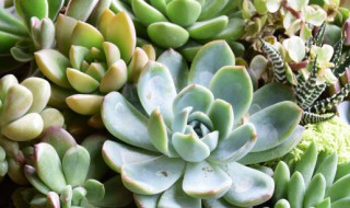 用陶瓷盆养多肉多长时间浇水（陶瓷盆养多肉浇水技巧）