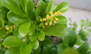 鱼子兰养殖方法 鱼子兰养殖方法和移植