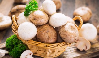 干的茶树菇放多长时间就不能吃了(干茶树菇放多久不能吃)