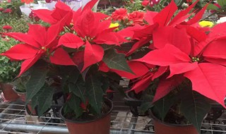 怎样养好盆栽一品红 一品红盆景怎么养