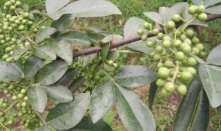 像花椒树一样的盆栽是啥 像花椒树一样的植物