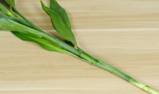 富贵竹怎样可以快速生根 富贵竹怎么可以快速生根