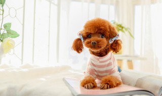 泰迪狗每天遛多长时间（泰迪狗一天需要遛几次）