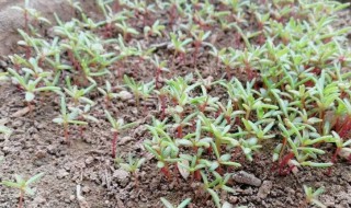 太阳花发芽需要多长时间 太阳花大概多久发芽